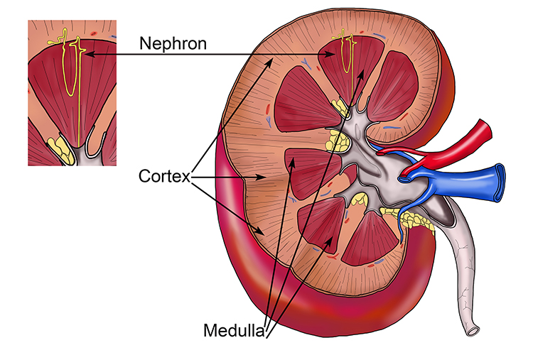Cross section of the kidneys showing the tiny nephrons structure located in the medulla section